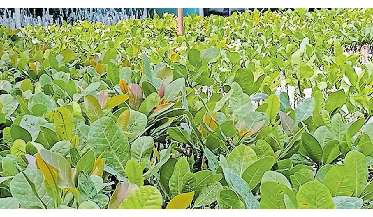 CASHEW-TREE