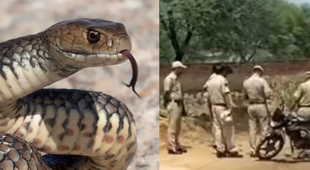 snake-bite