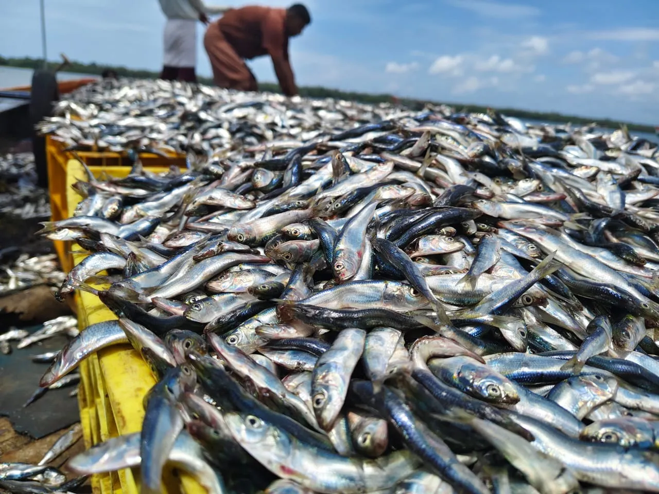 Photo sardine catch 3