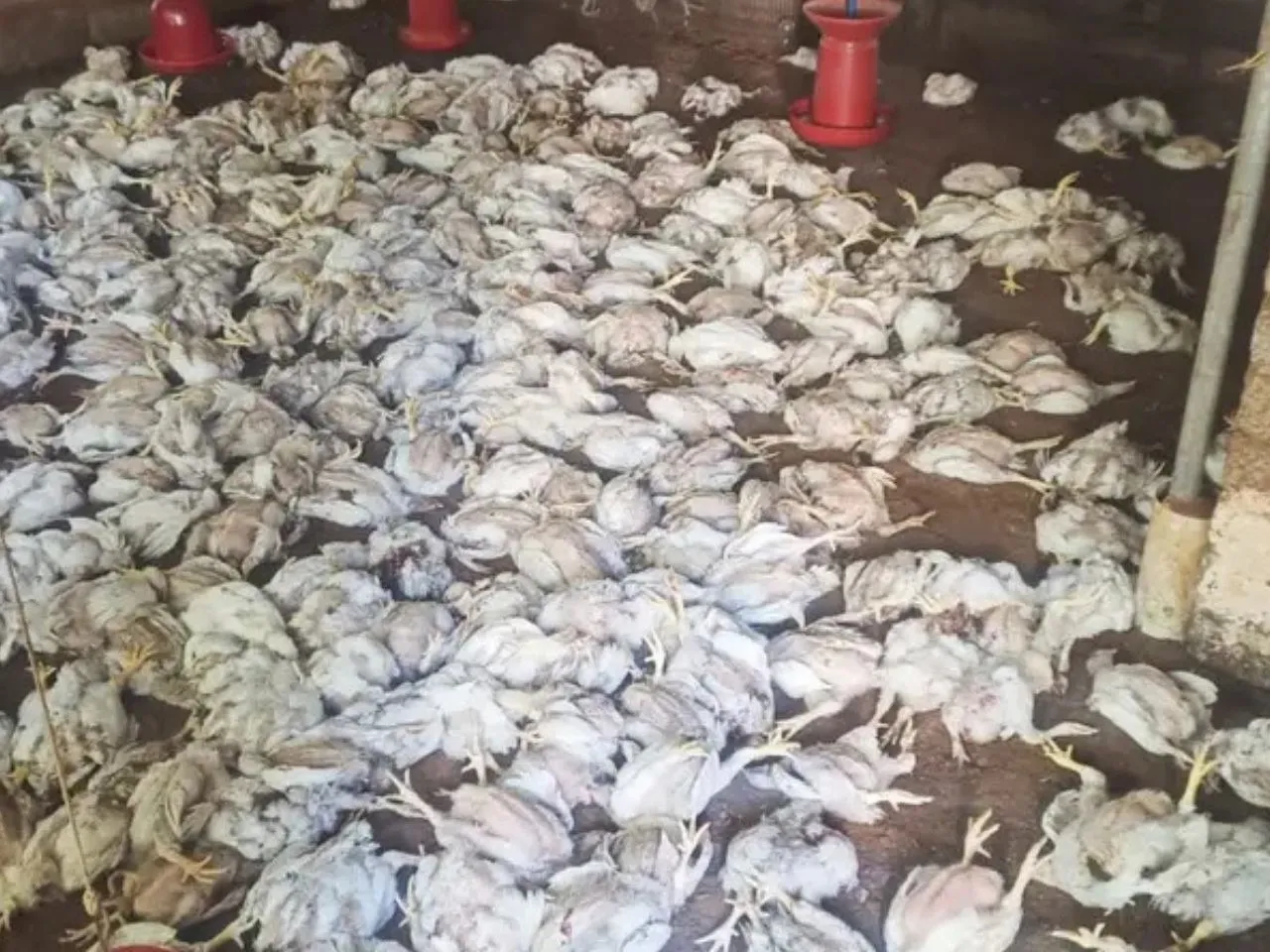 chicken farm