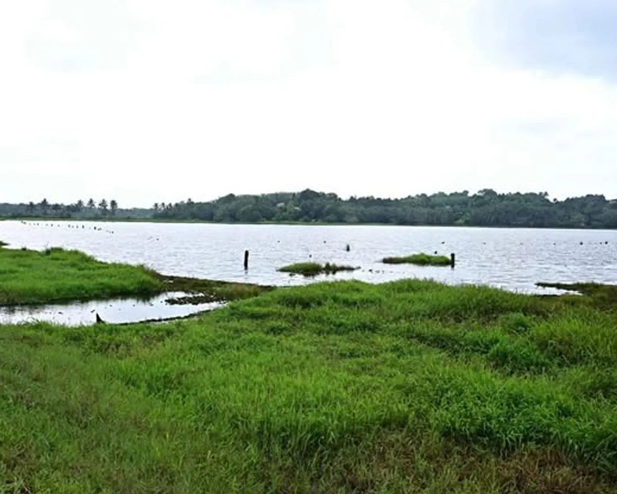cheloor back waters