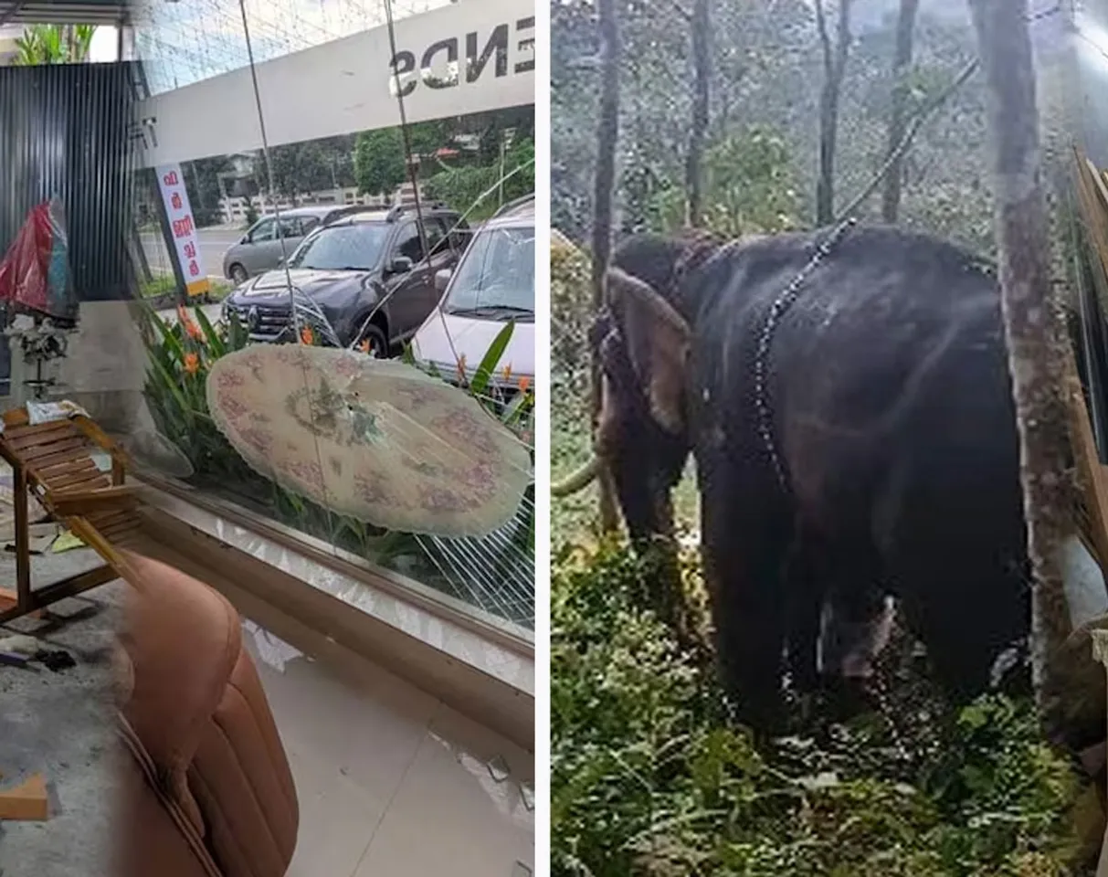 elephant