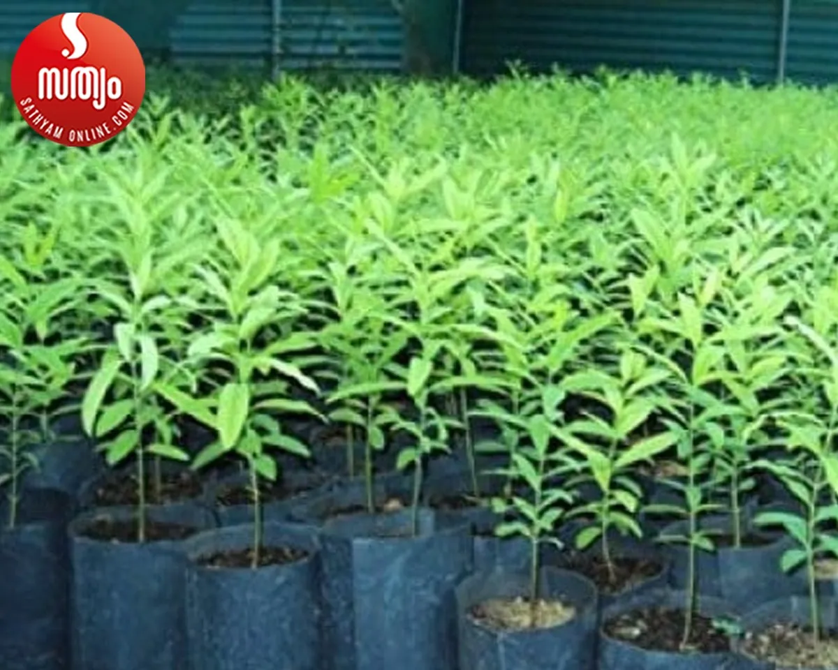 sandal tree cultivation