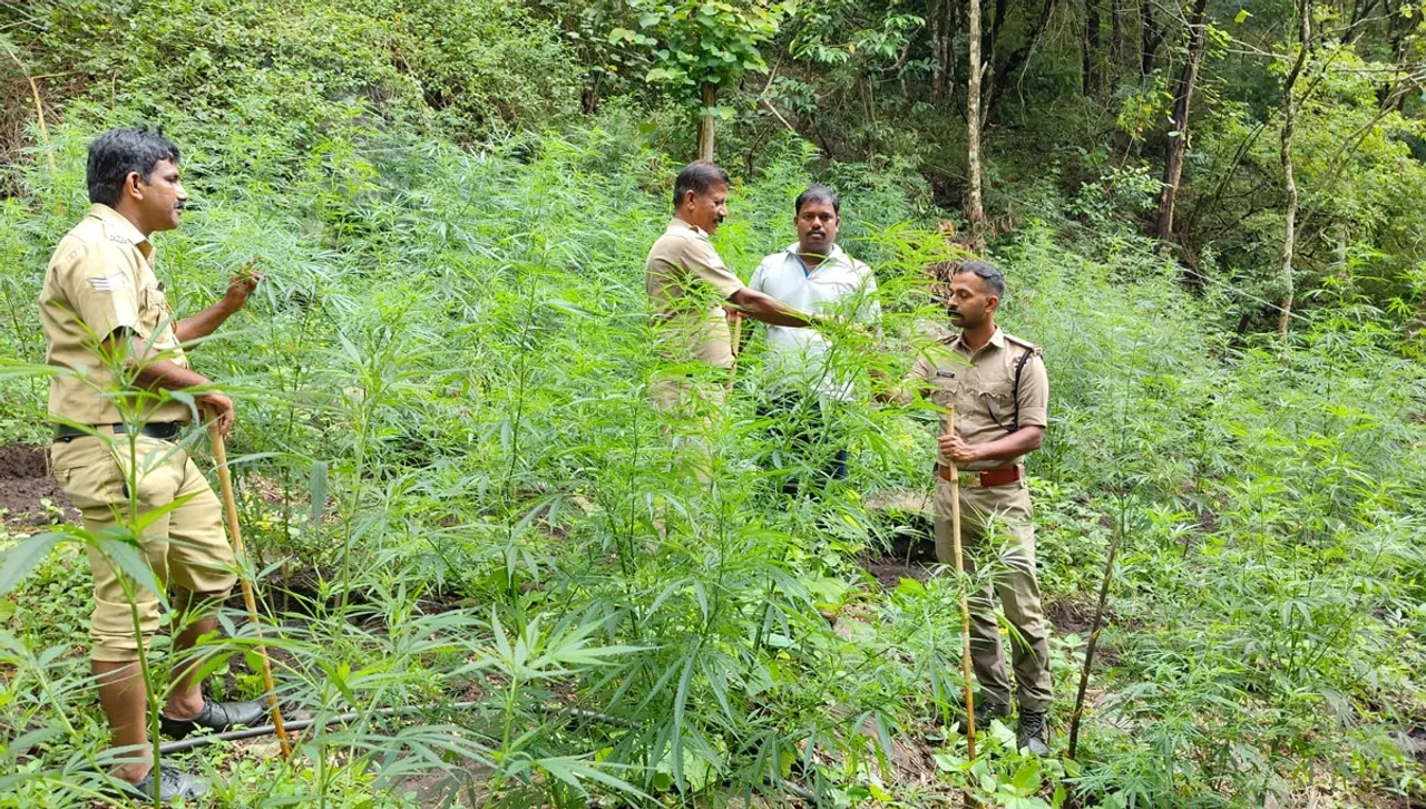 canaby plants distroyed