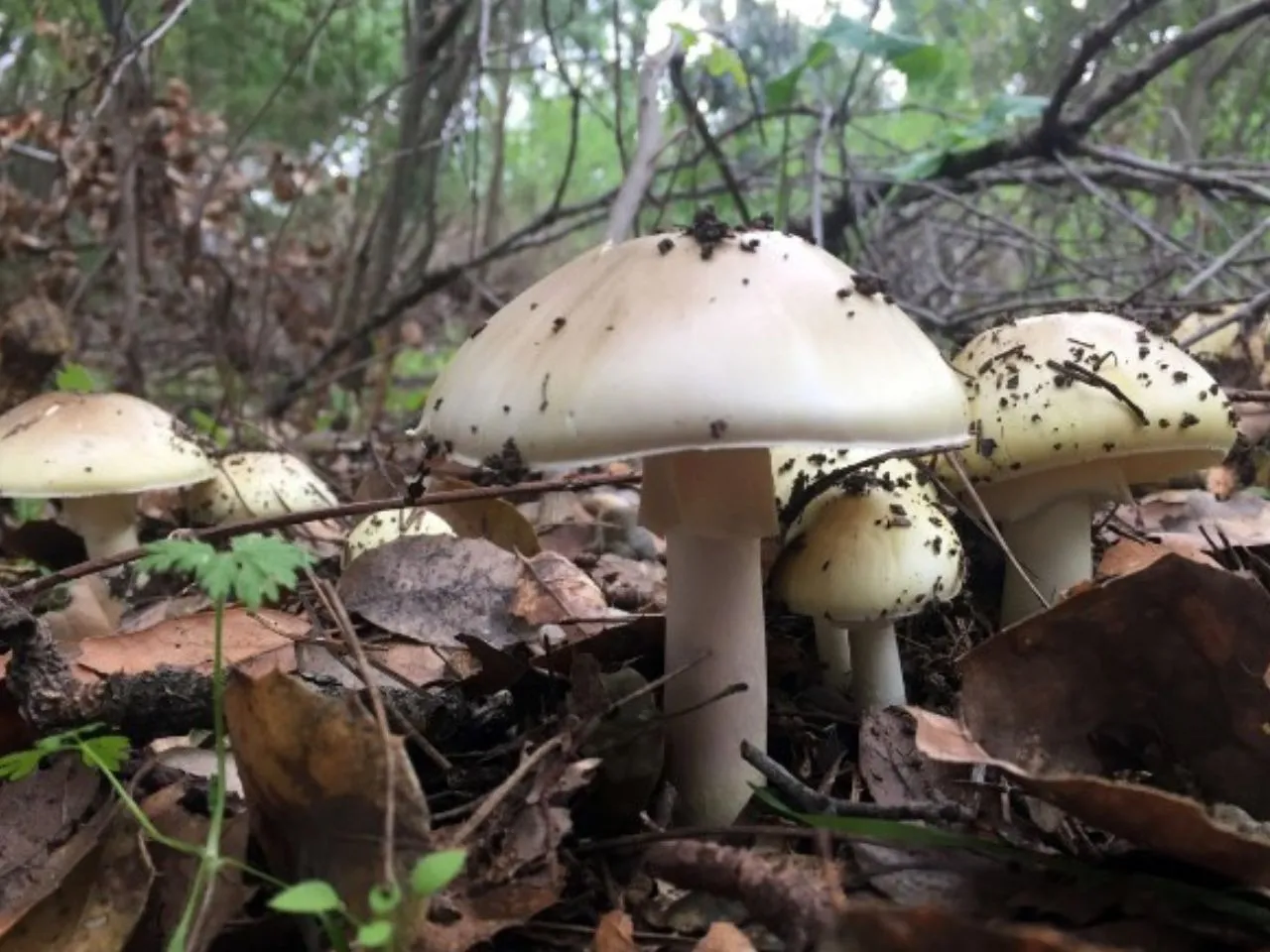 mushrooms