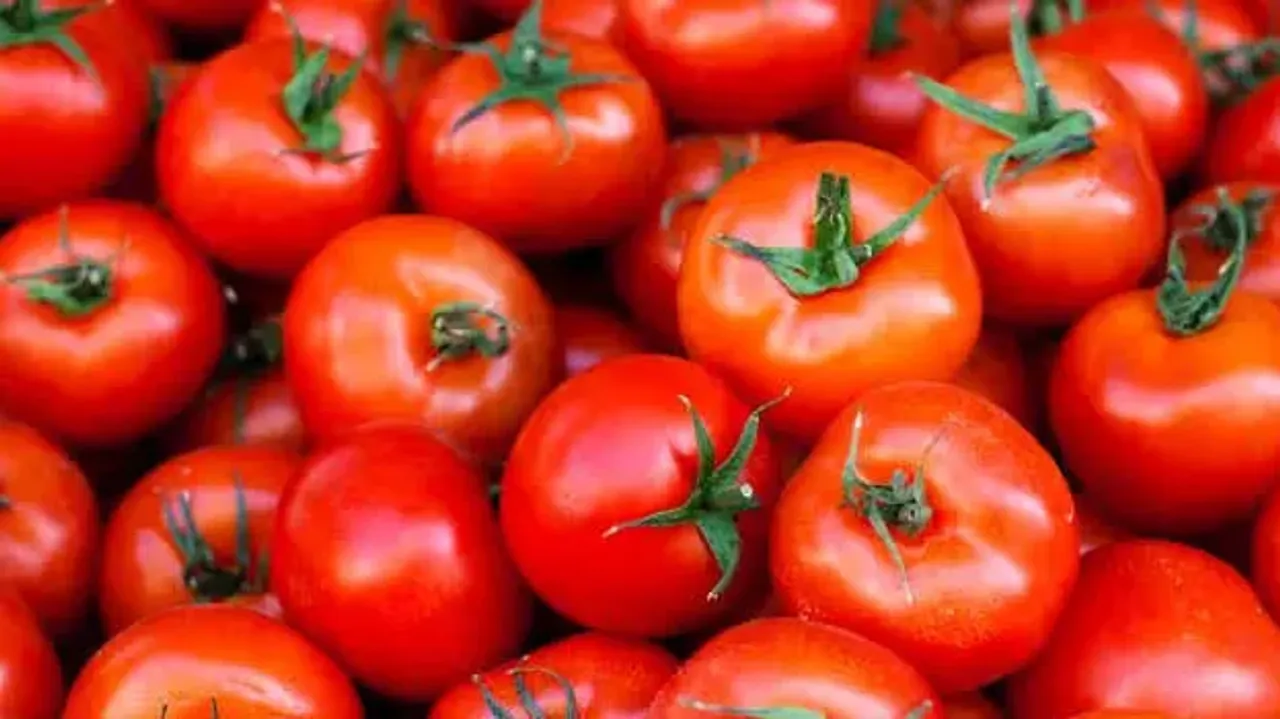 tomato.1.3213138