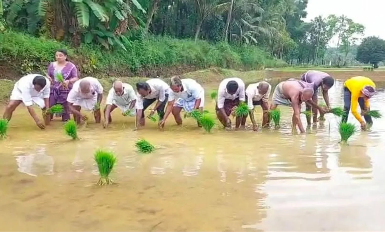 rice seed growers program