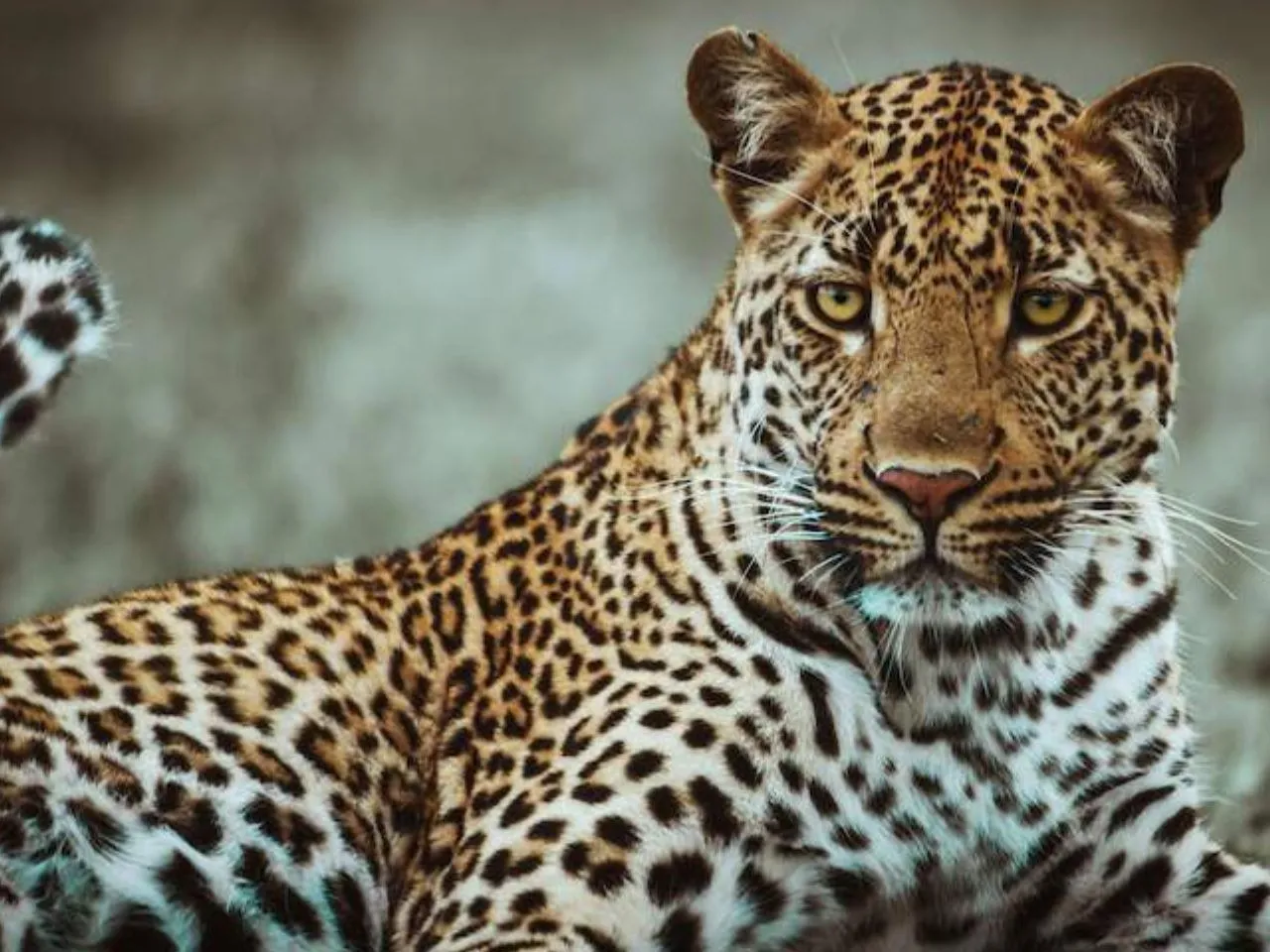 leopard
