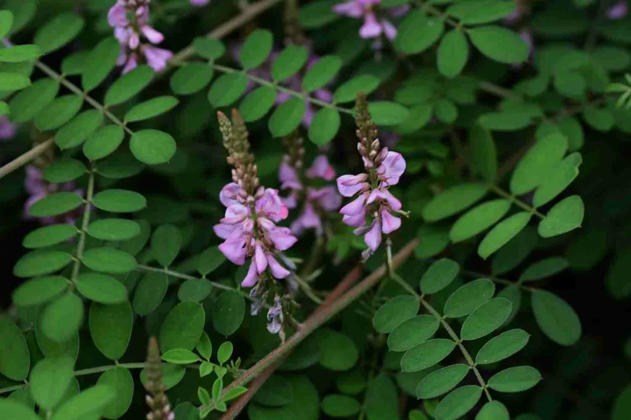 indigofera-tinctoria