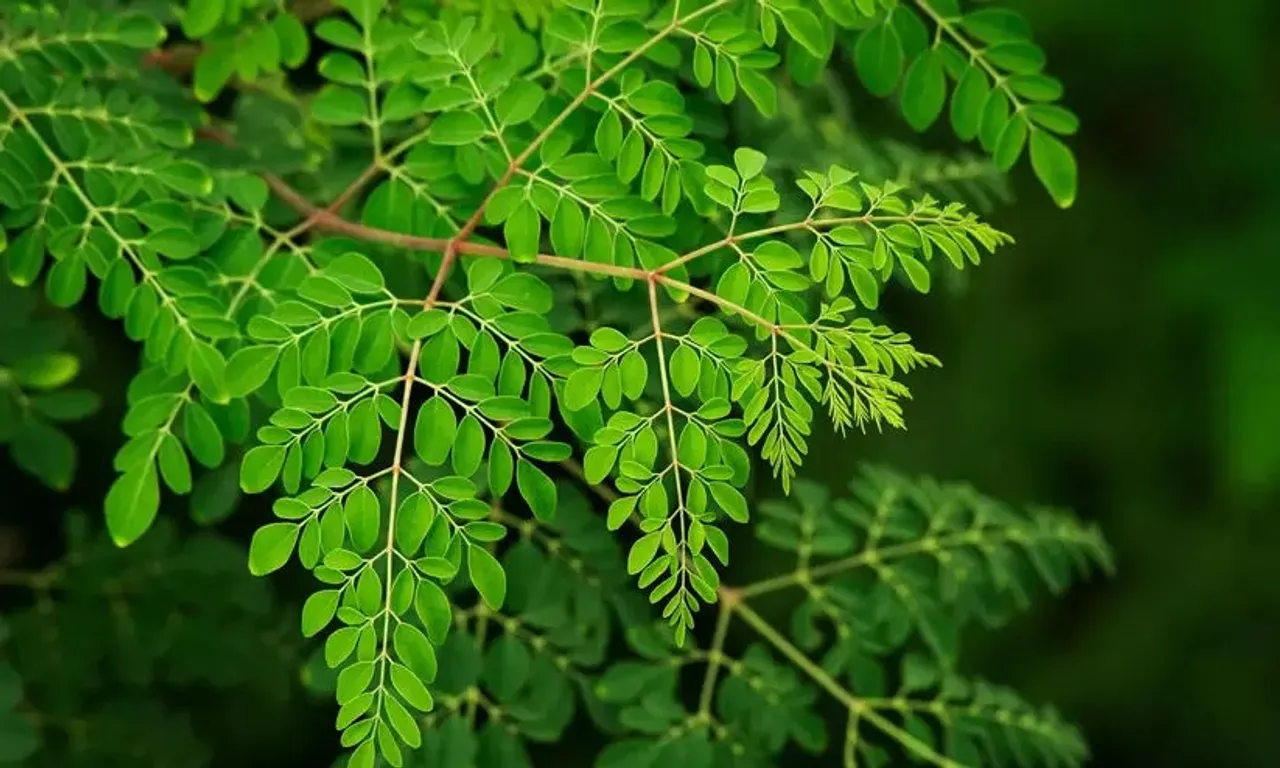 2635622-moringa-1-9878