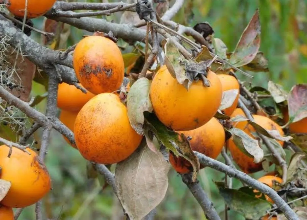 888adce5-acaa-494c-b123-d3626501f51a