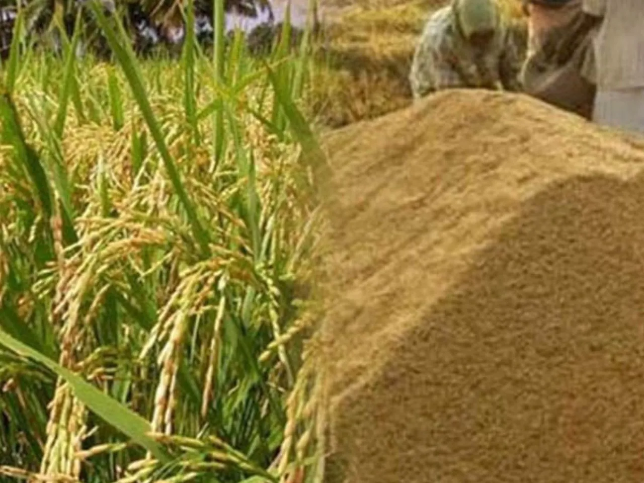 images (1280 x 960 px)(491)