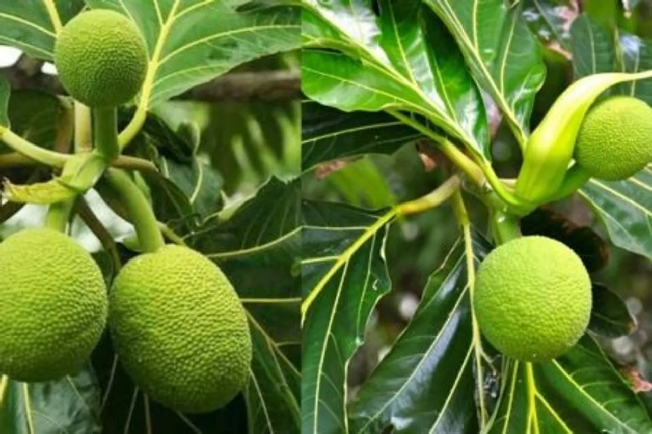 Kadachakka-health-benefits1-450x300-1