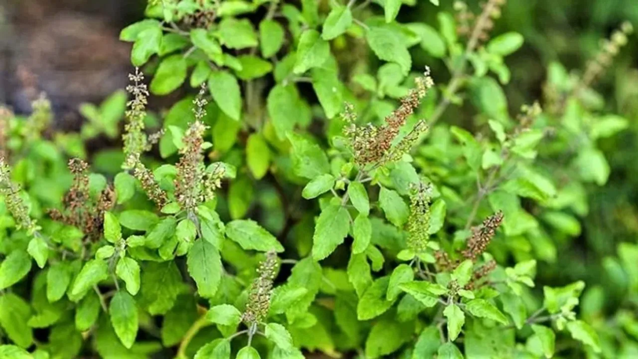 Tulsi
