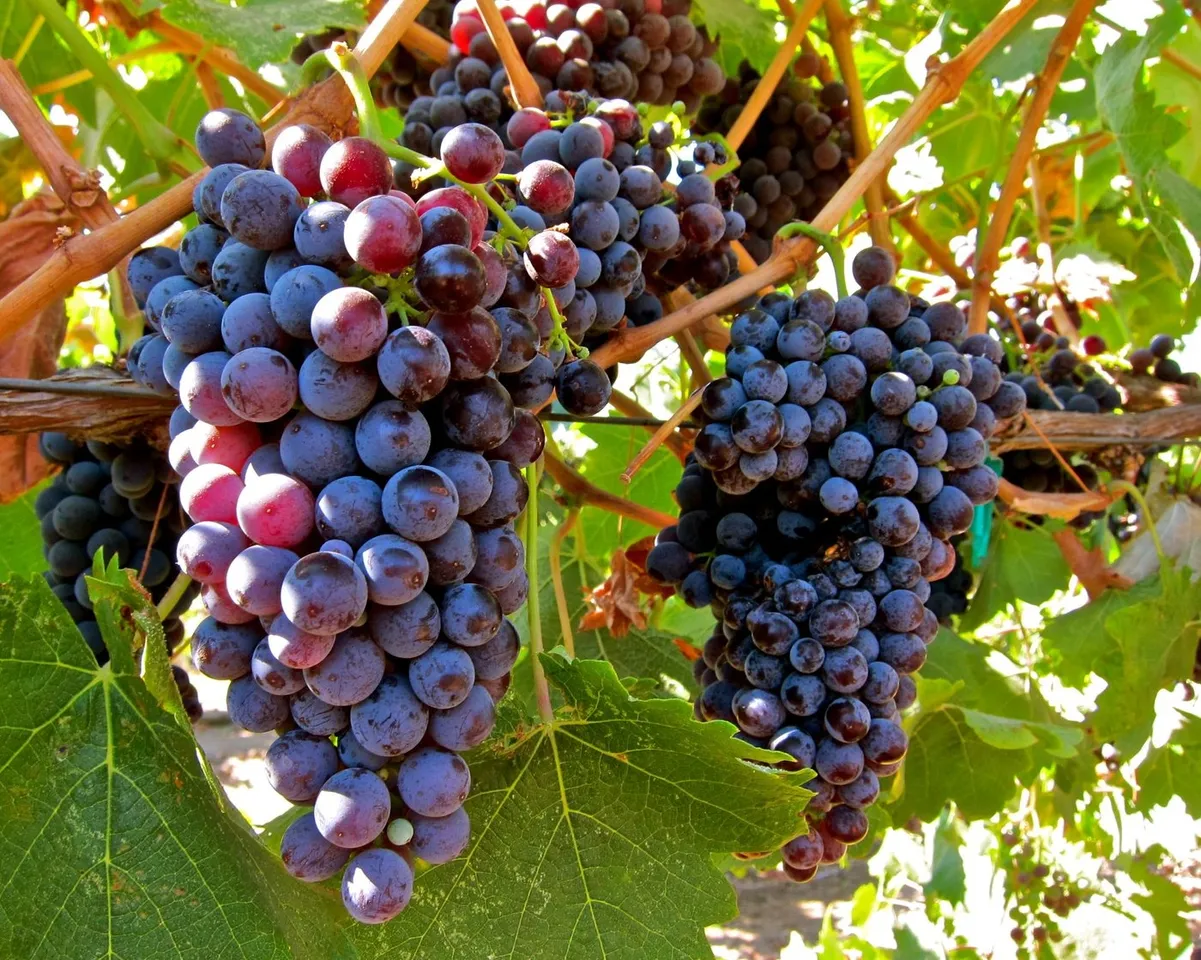 grapes