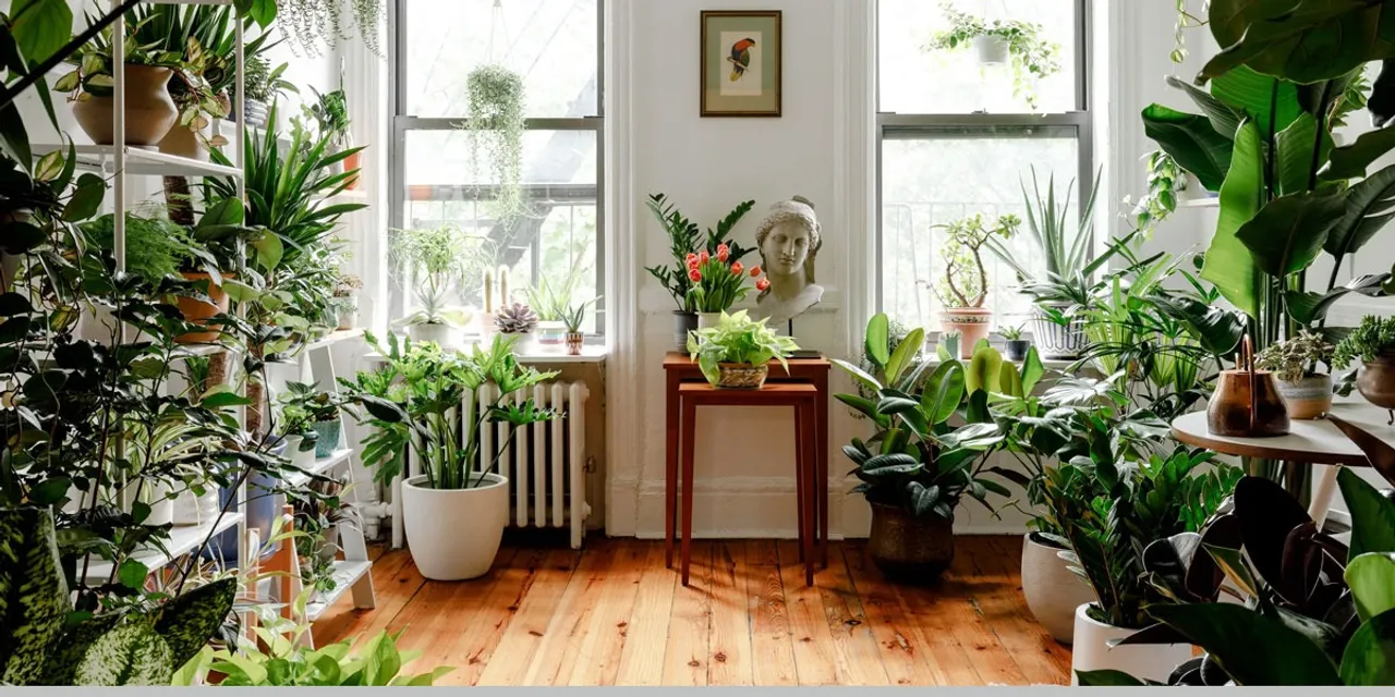 indoor-plants