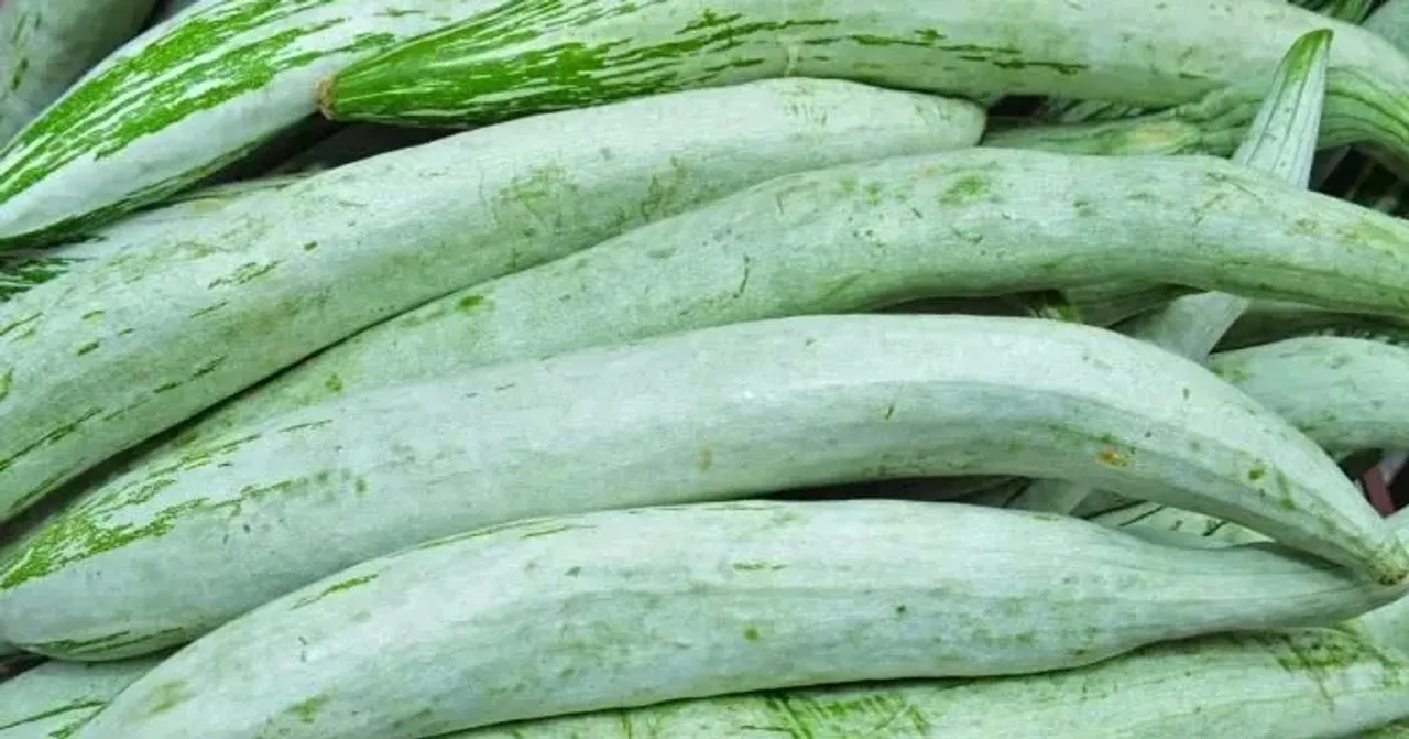 snakegourd-e1732169838539