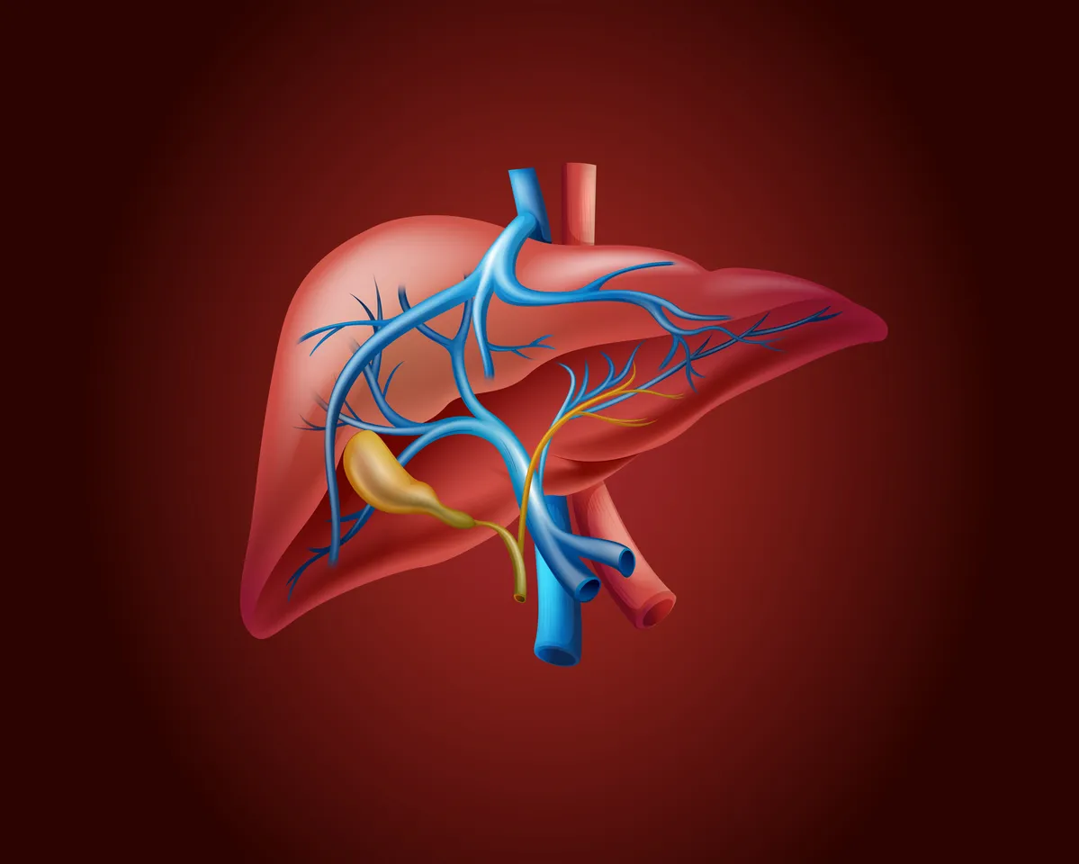human-liver-on-red-background-vector