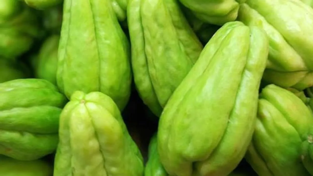 w-1280,h-720,format-jpg,imgid-01eaydx56b7cvrgs9h33xzwqz0,imgname-chow-chow-jpg