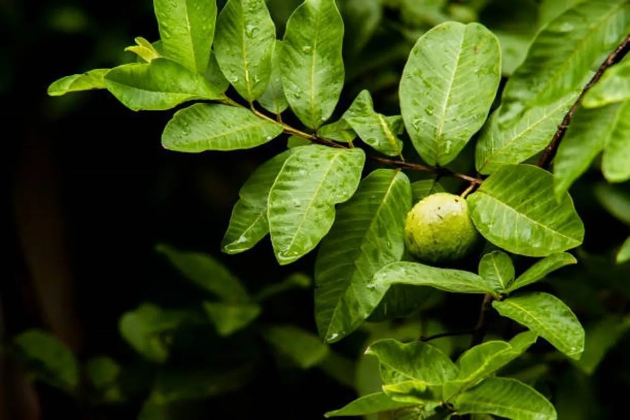 guava-leaves