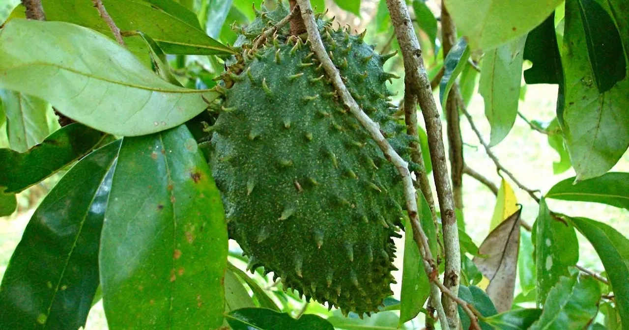 Annona-muricata,-Soursop,-Mulluramaphala,-Mullu-sitha-pazham