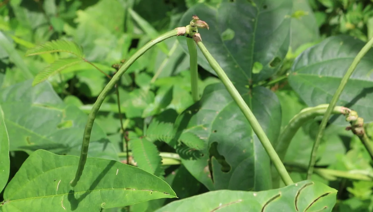 vlcsnap-2020-07-08-20h17m06s386