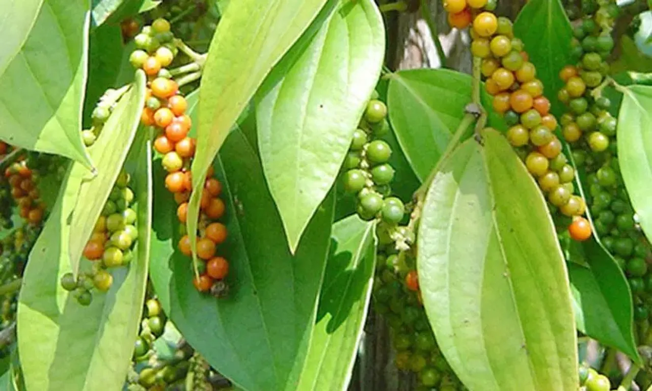 1729368-black-pepper-0989