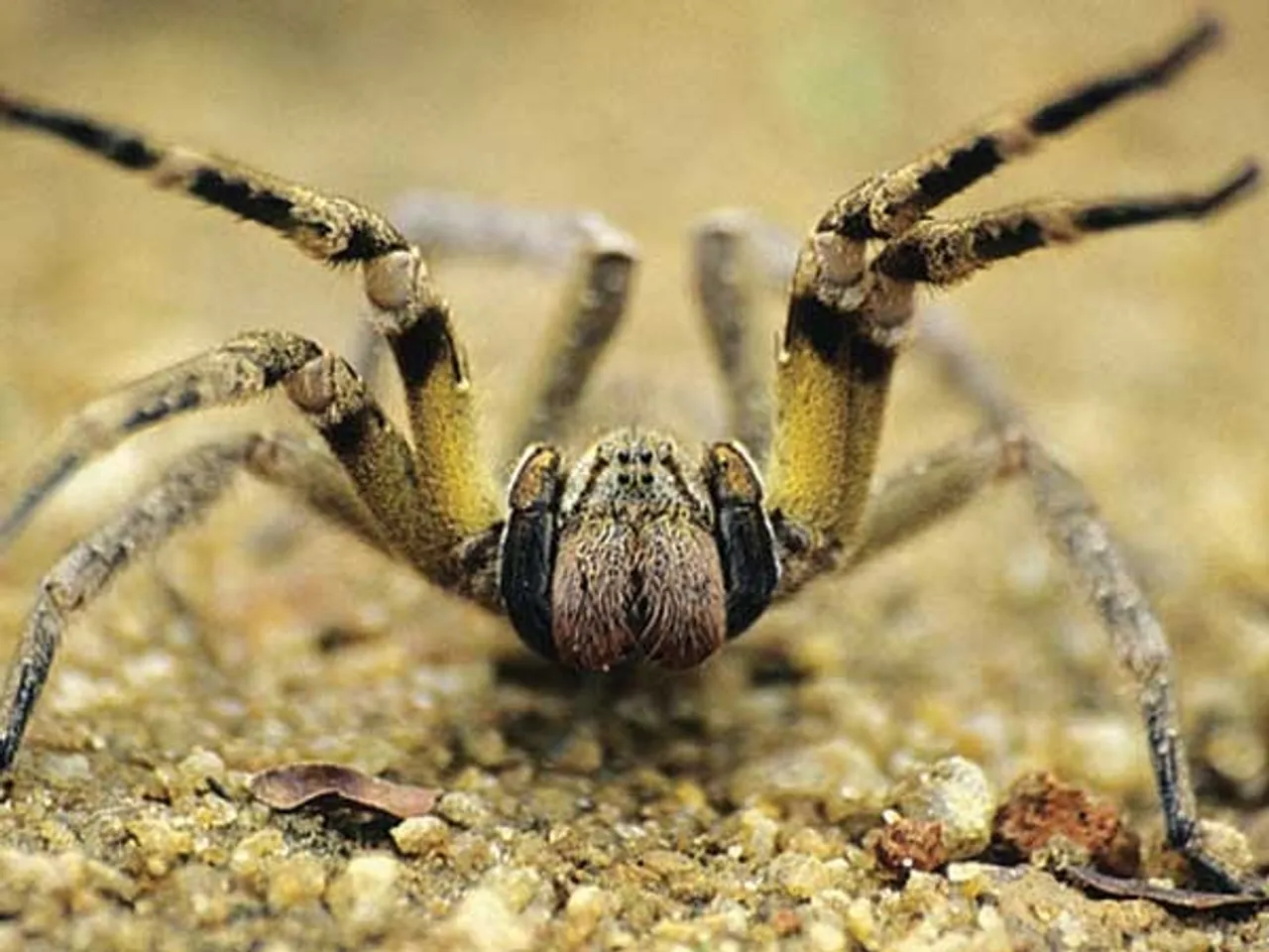 11-1460373892-brazilian-wandering-spider-1670515453