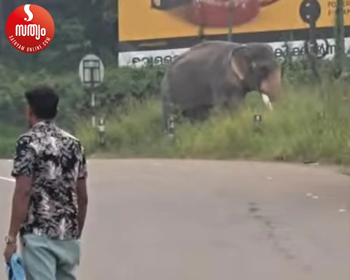 elephant attack