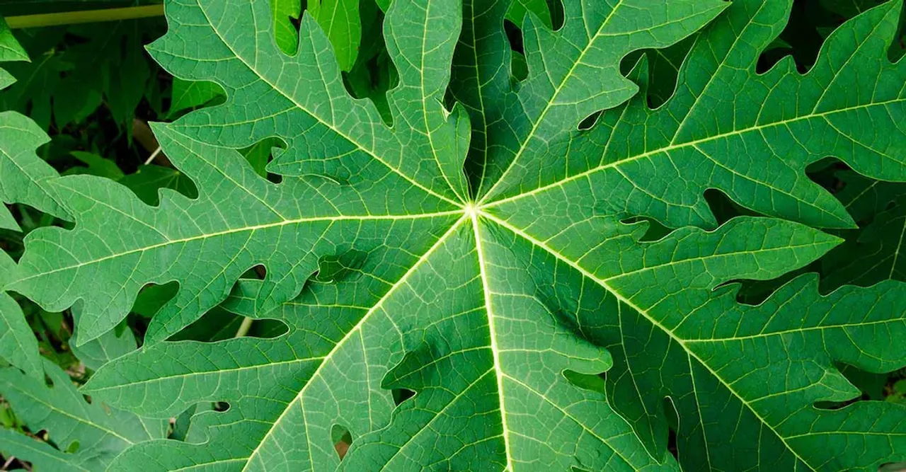 large-papaya-green-leaf-ekk-pimonsro-istock-photo-com