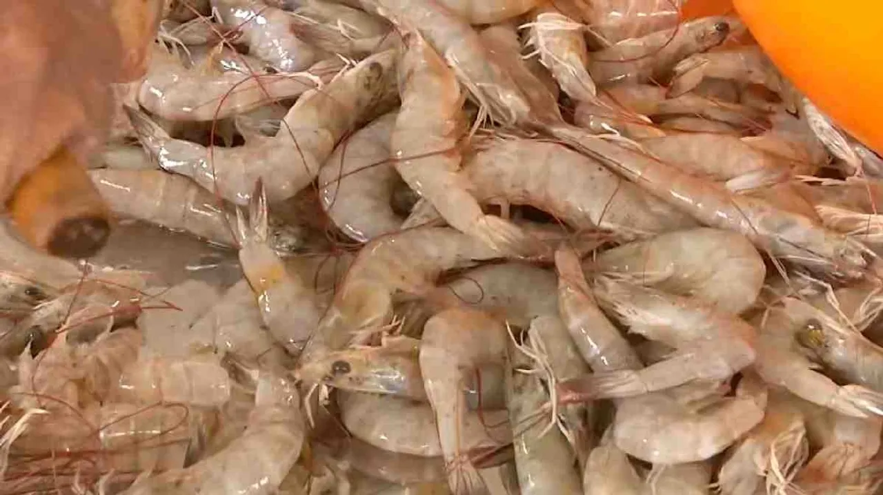 prawns