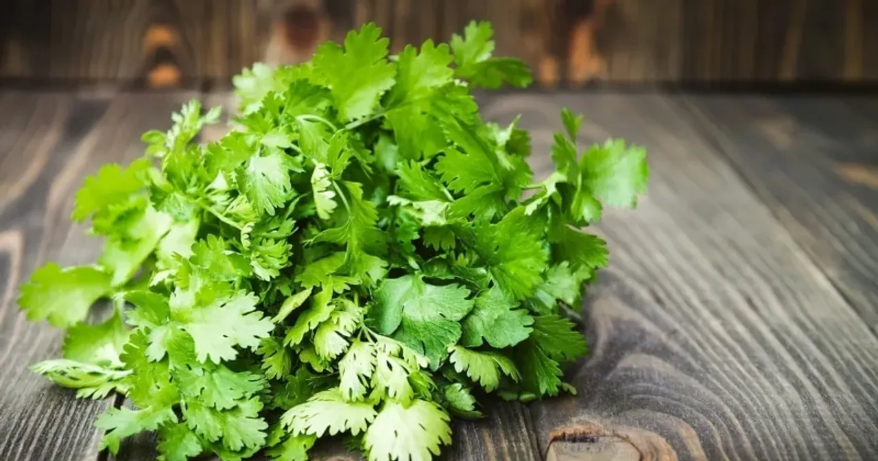 health-benefits-of-coriander-leaves-jpg
