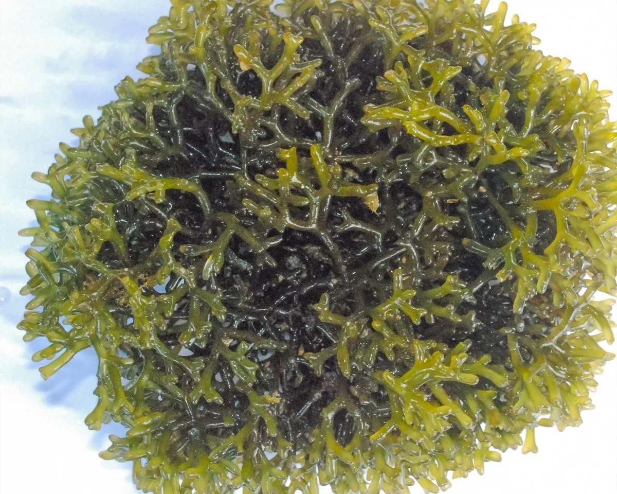 seaweed