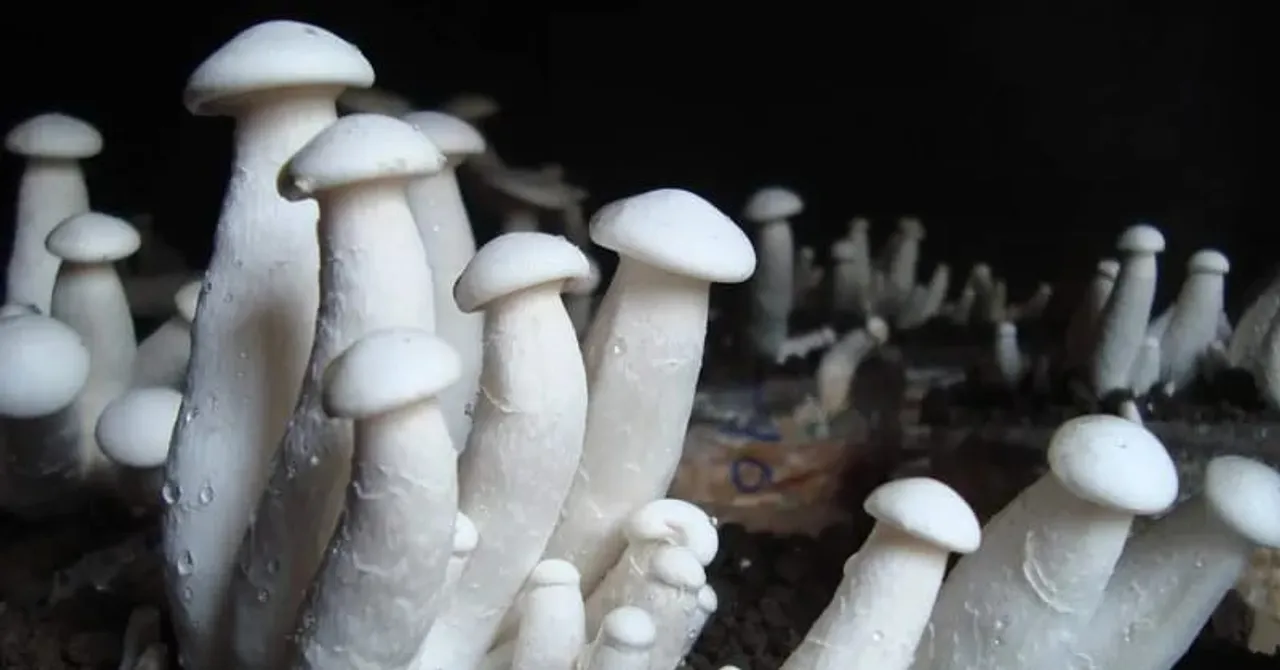 1e7a2aaf-4ff2-4c56-9fc4-1592acd7a3e8