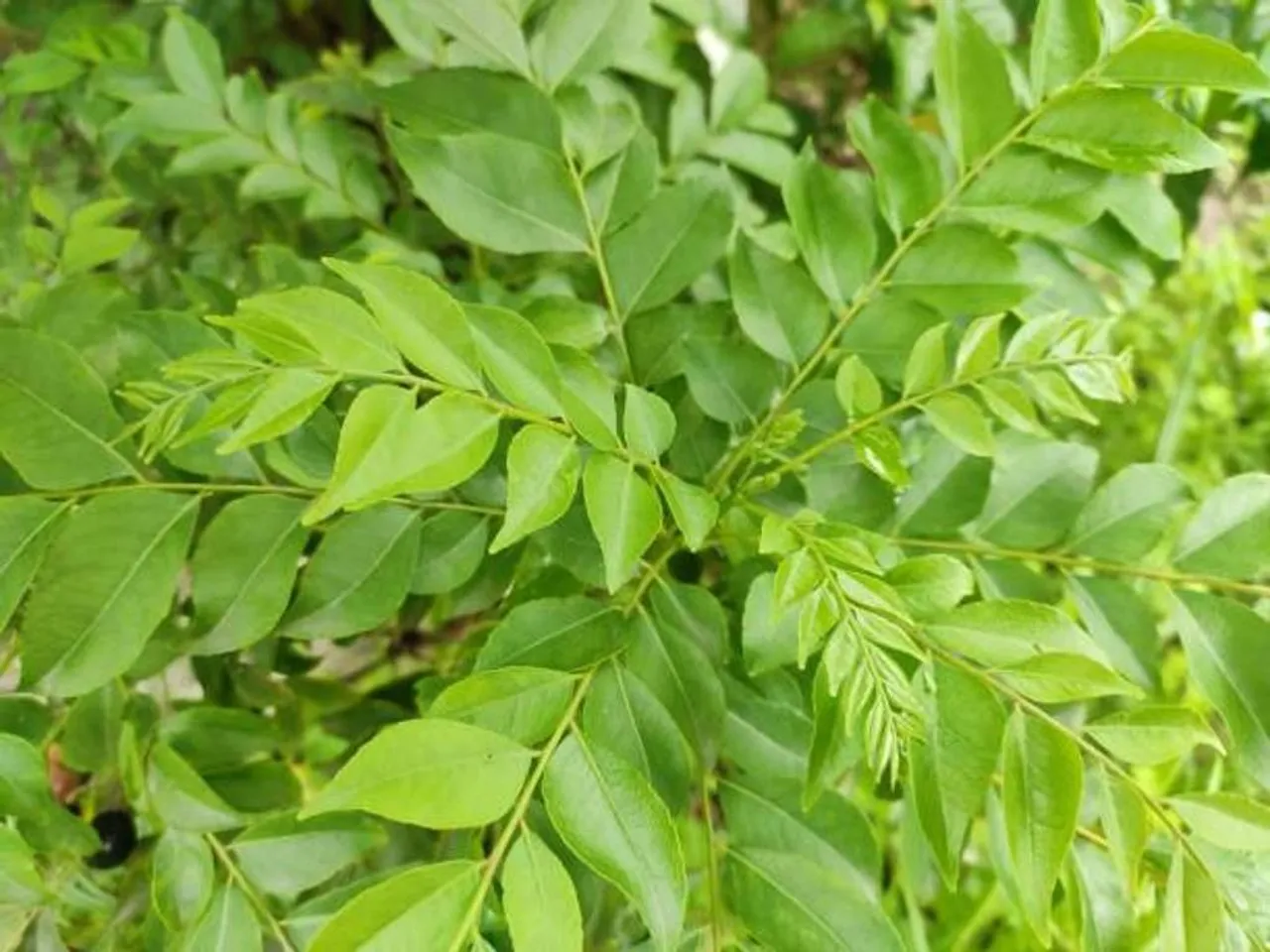 curry-leaves