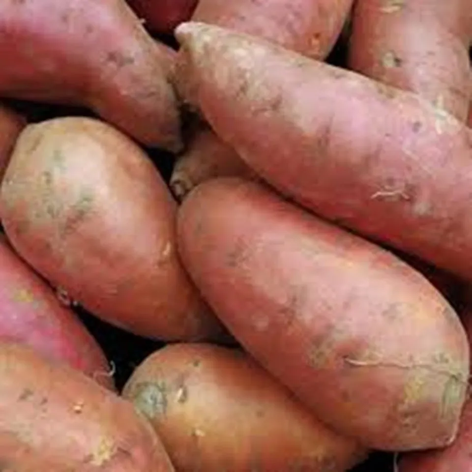 sweet-potato