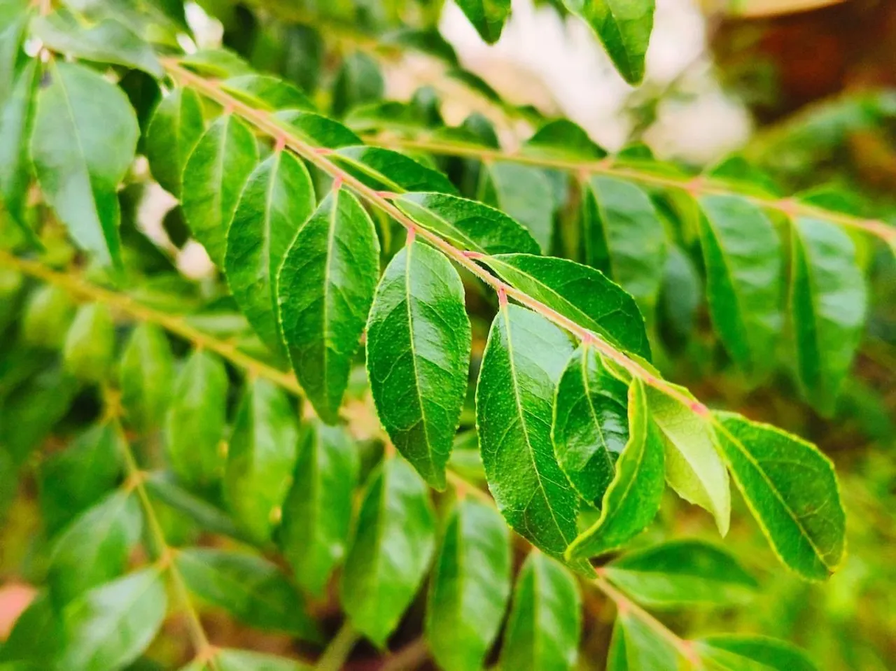 Curry-Leaves-Plant-looks-absolutely-stunning_0_1200