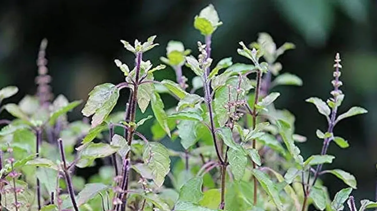 krishnathulasi.1.2696189