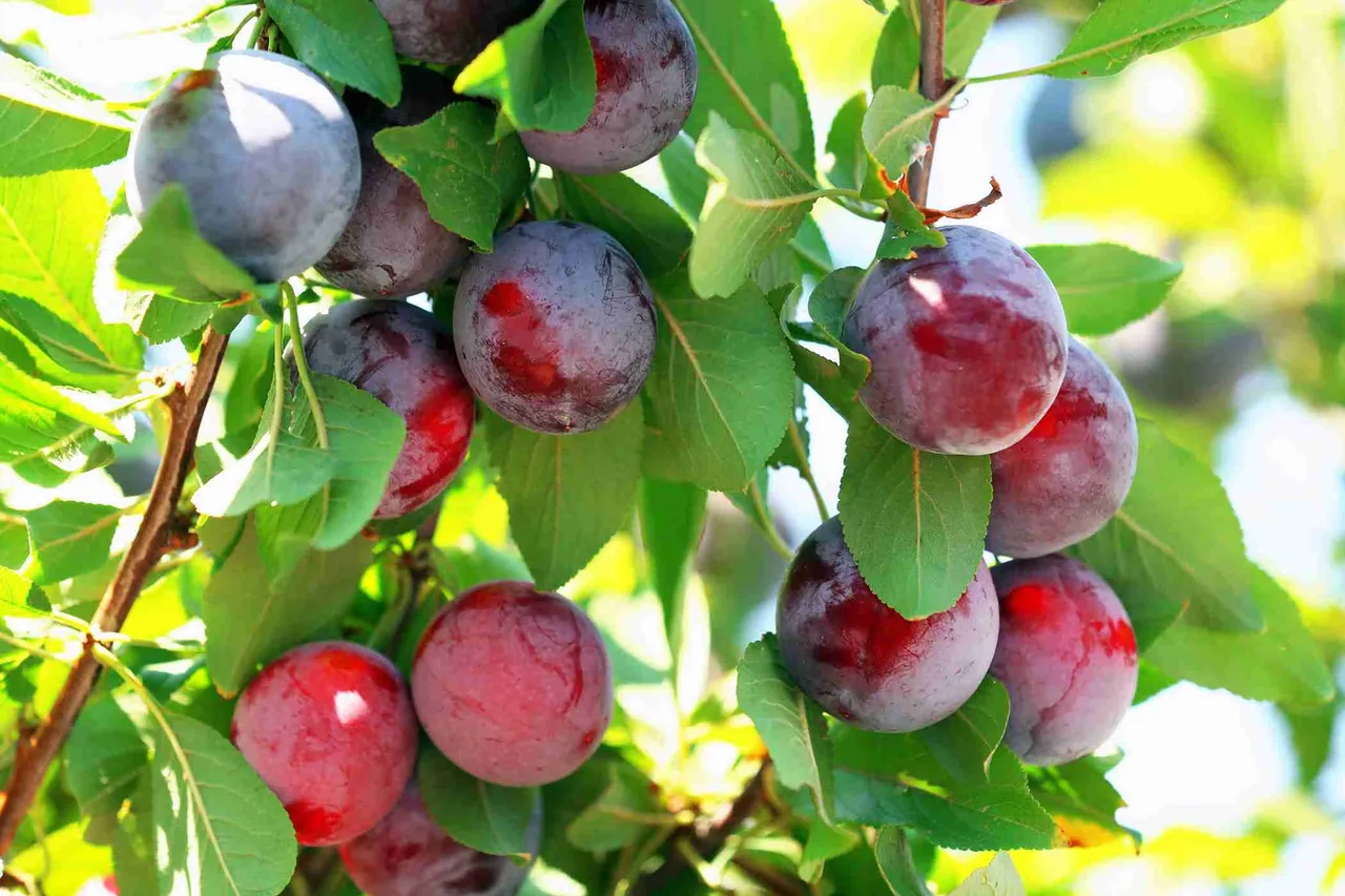 plantnet-rootstock-plum-Dwarf-Satsuma