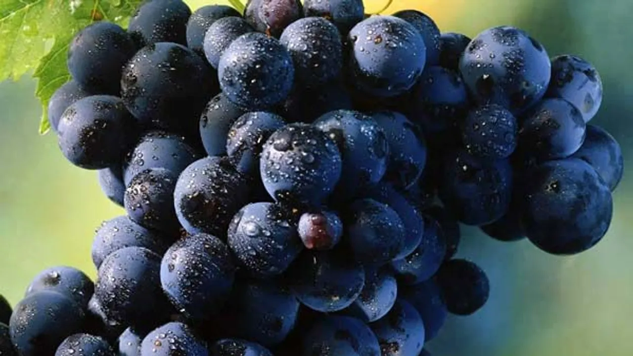 grapes-1687606484