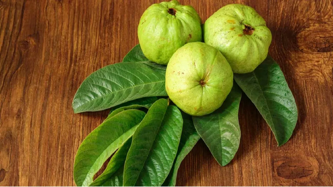 guava-leaf-1