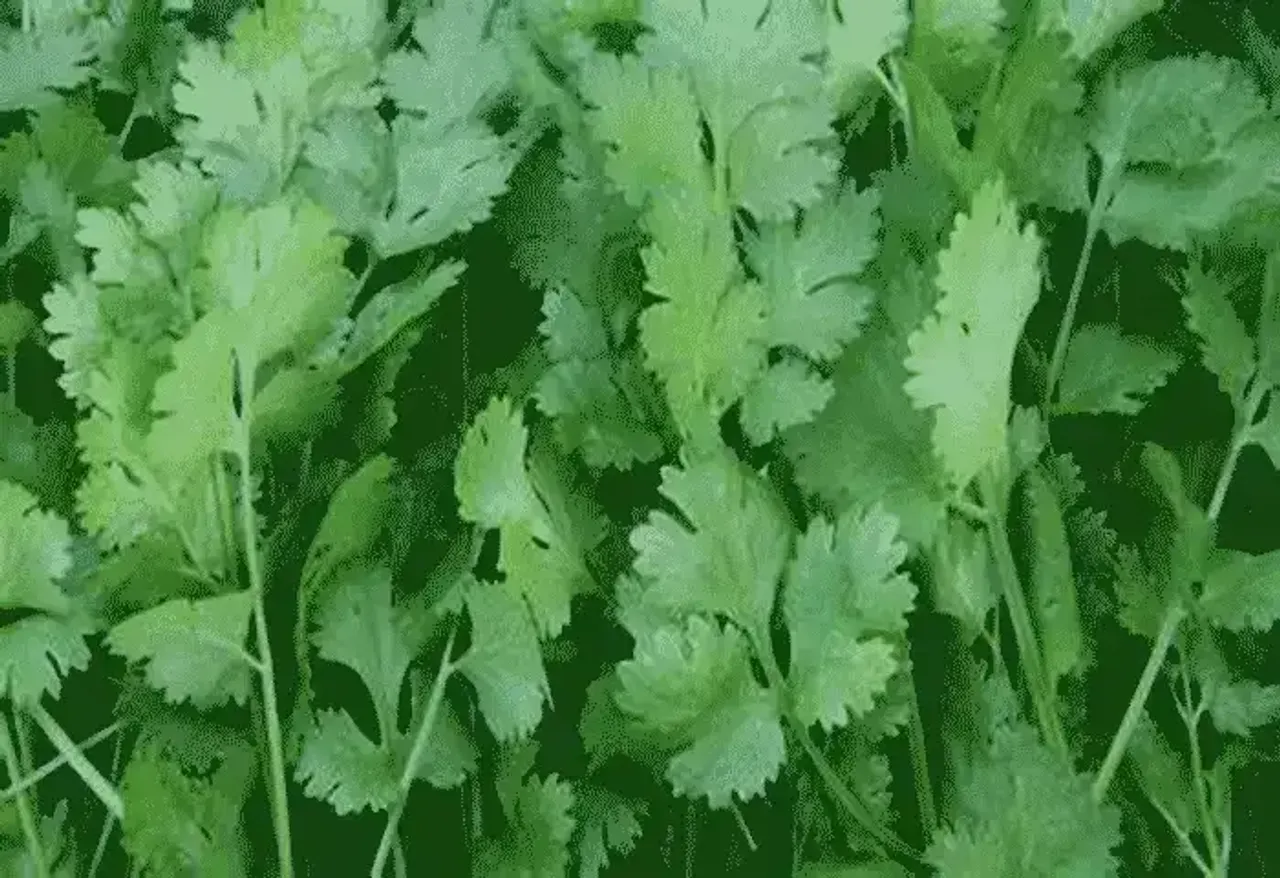 0c15ad2fafd9c8432f0ec6695d93d259