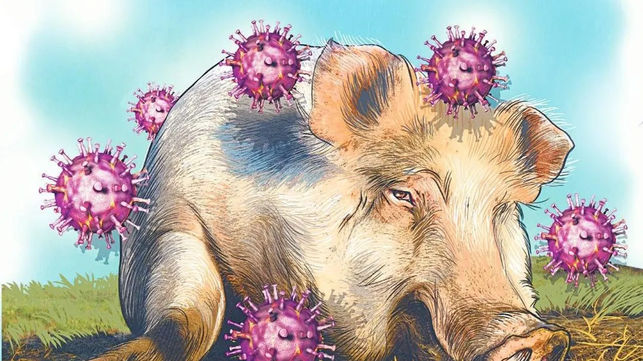 african-swine-fever-outbreak-reported-in-kottayam-district