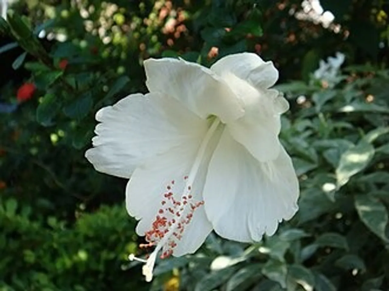 വെള്ളച്ചെമ്പരത്തി