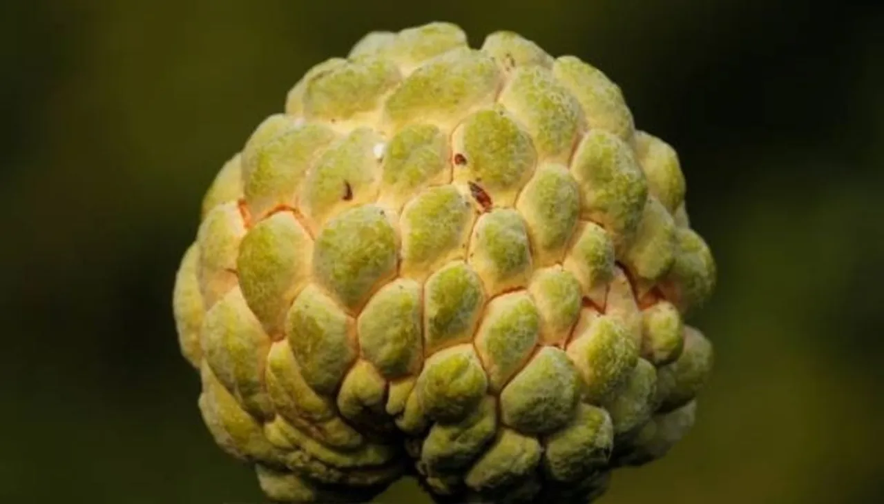 custard-apple_1200x630xt