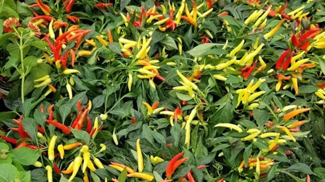 QHnGlCuEVzEVwr5W36bb