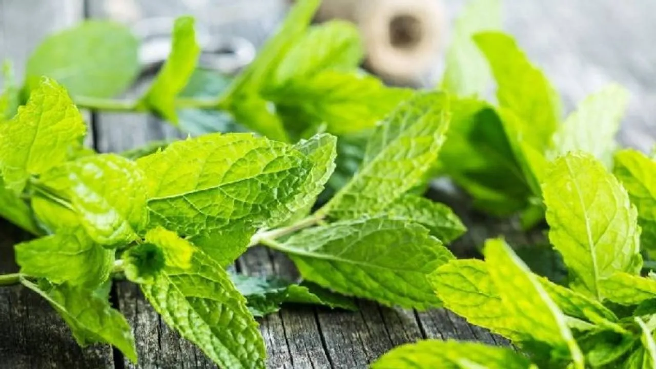 w-1280,h-720,format-jpg,imgid-01f2tpc66v3qsbdtxveh4n1f15,imgname-mint-leaves-jpg