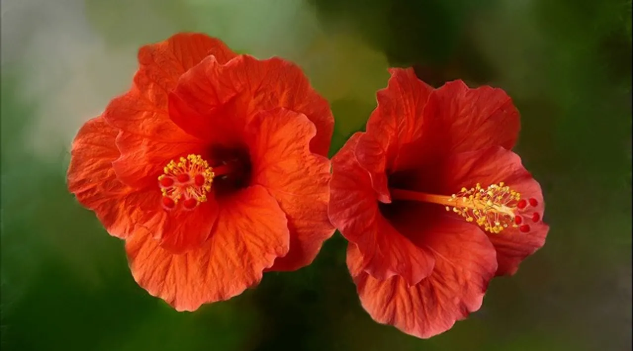 hibiscus-flowers