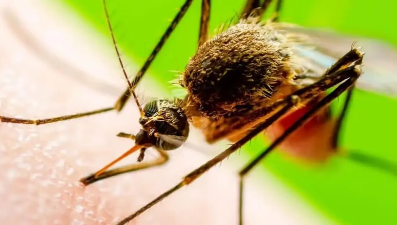 Japanese encephalitis
