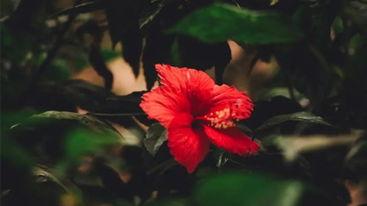 vastutips-1712921406